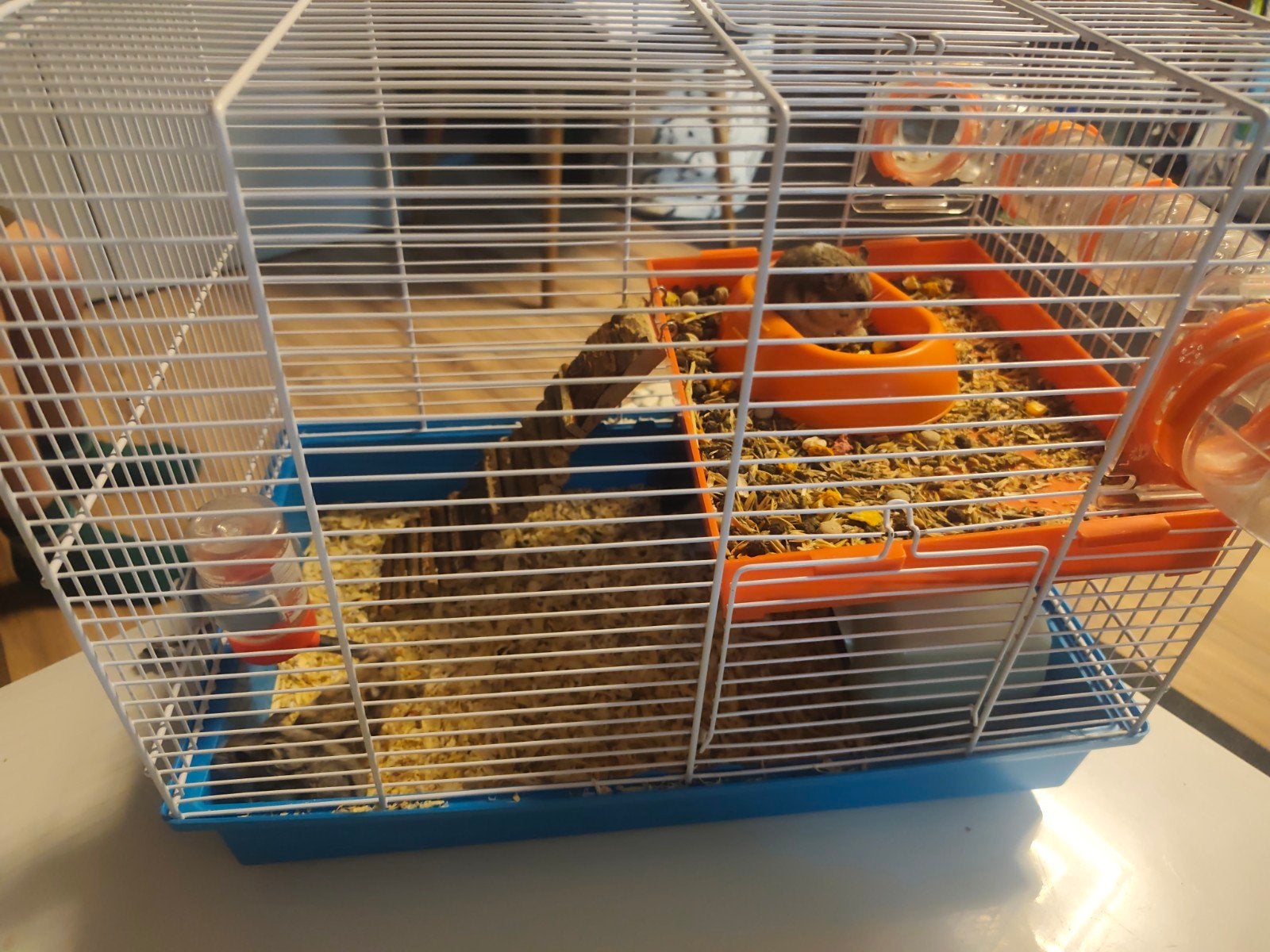 Hamsters, Animaux & Accessoires, Hamster, Domestique, Plusieurs animaux, Juillet