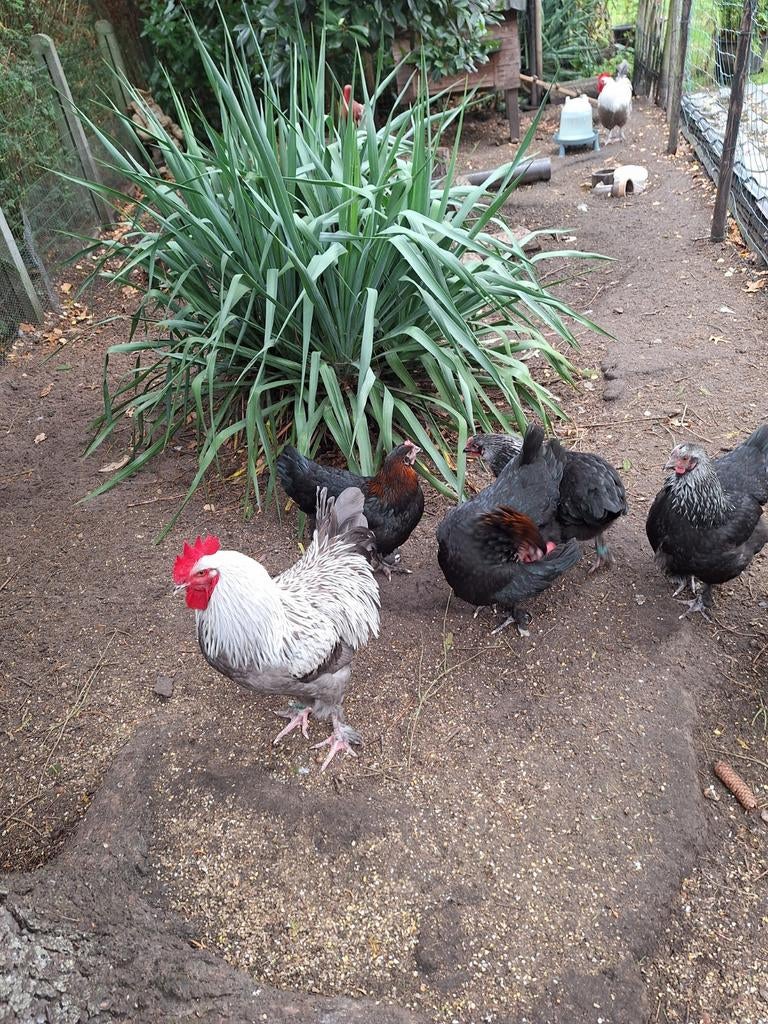 Blouw zilver hals broedeieren, Dieren en Toebehoren