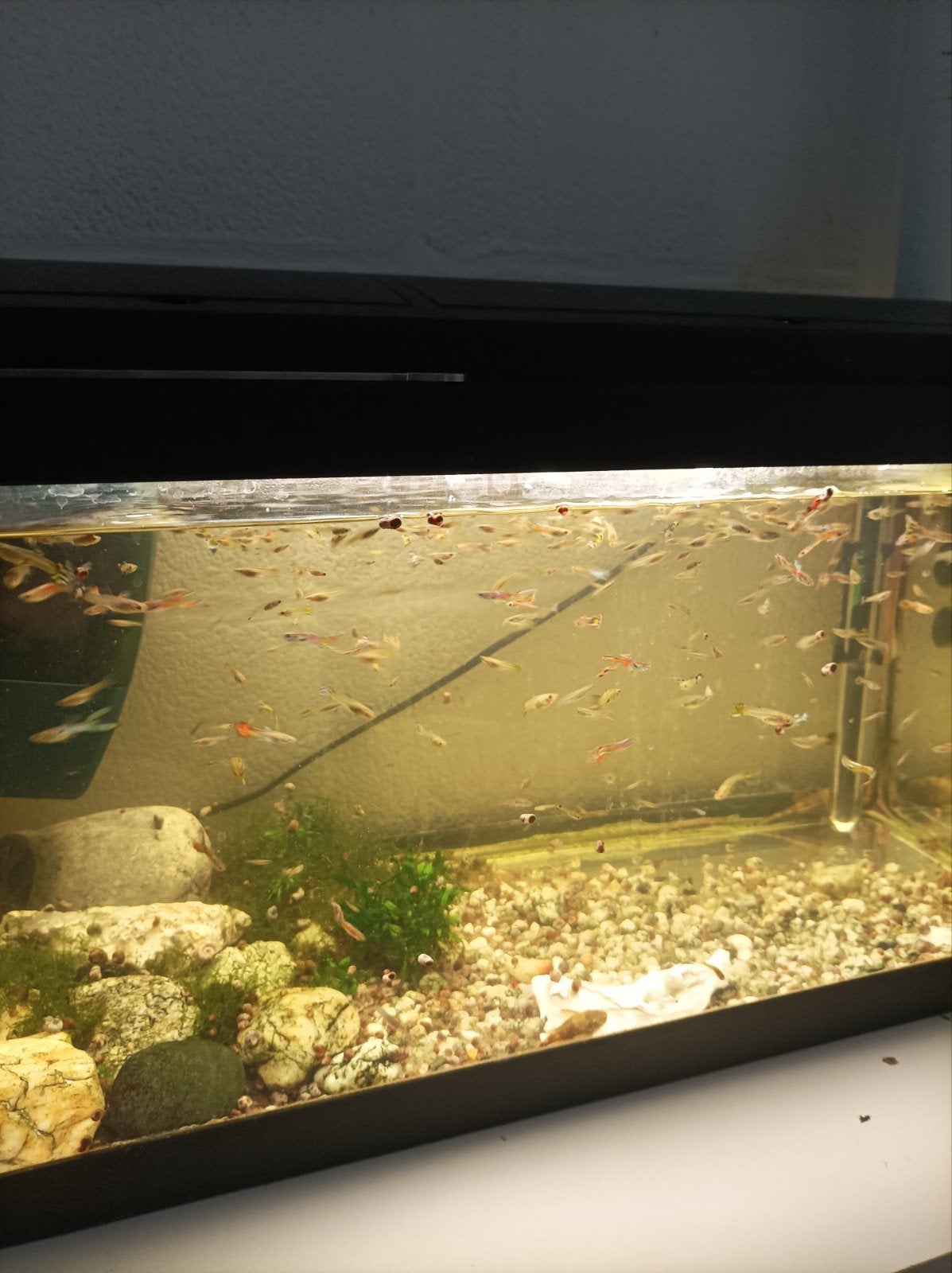guppy jongen te koop, Dieren en Toebehoren