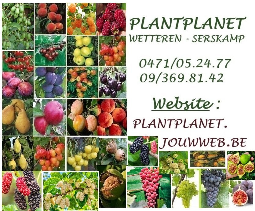 FRUITPLANTEN/-BOMEN: APPEL, PERZIK, KERS, VIJG, MOERBEI, ..., Ophalen of Verzenden, Lente, Vaste plant, Fruitplanten