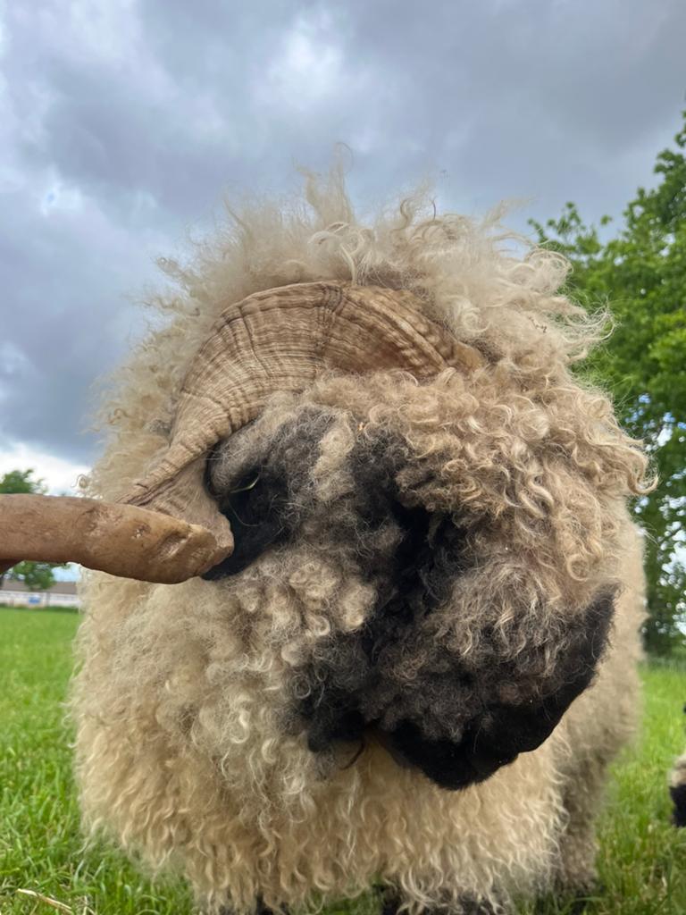 Walliser Schwarznase ram te koop!, Dieren en Toebehoren, Schapen, Geiten en Varkens