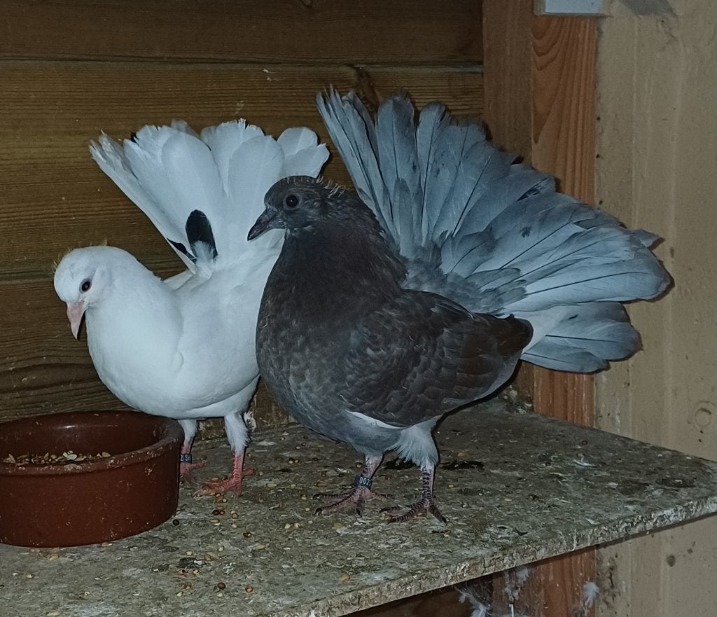 Pauwstaart nestkoppel, Dieren en Toebehoren, Meerdere dieren, Overige soorten