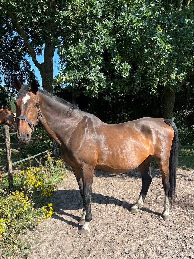Drachtige Fokmerrie Chacco Blue, Dieren en Toebehoren, Merrie