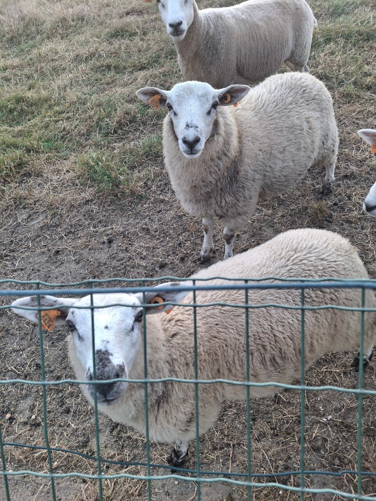 Jonge schapen ooien, Dieren en Toebehoren, Schapen, Geiten en Varkens