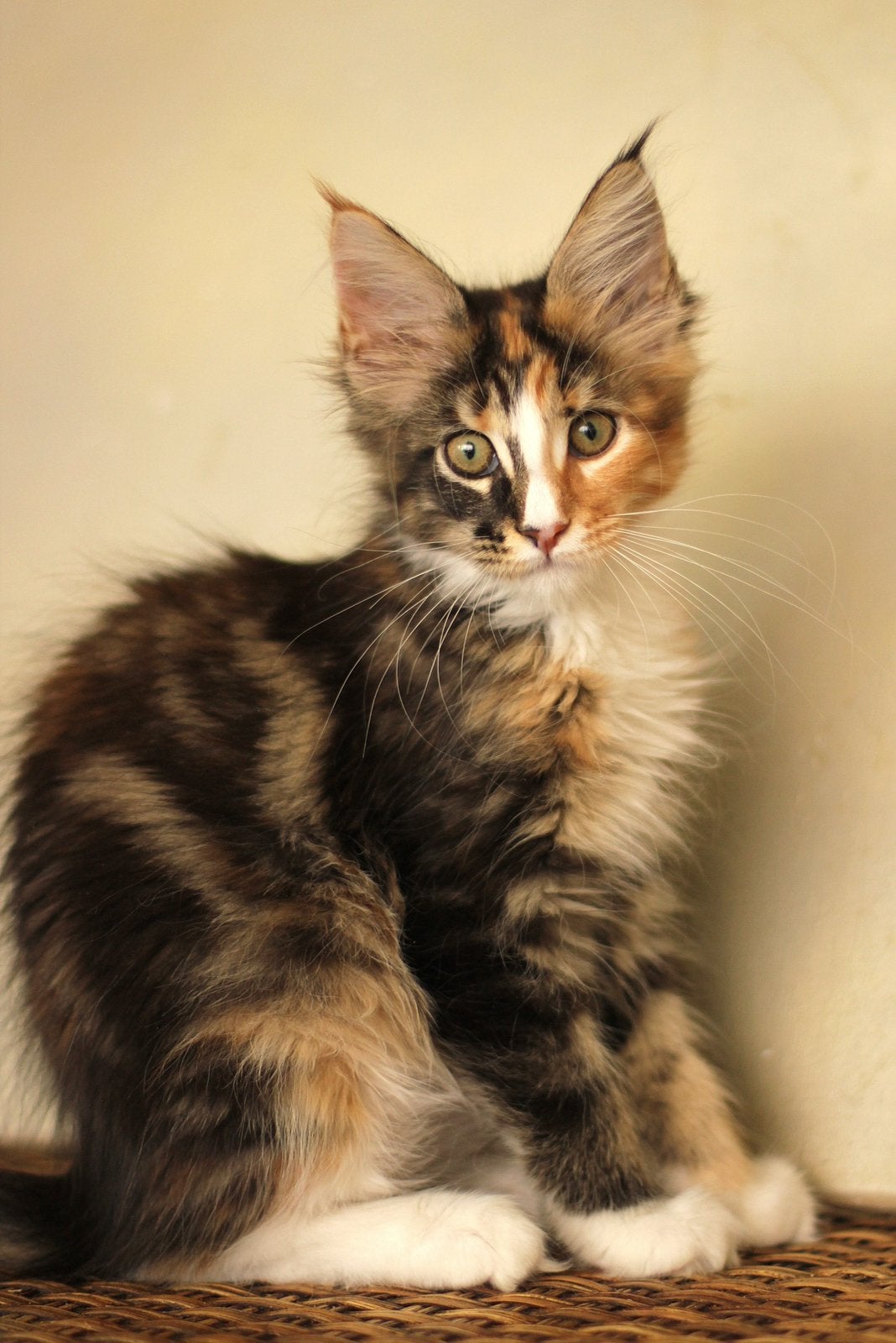 Maine Coon kittens: officiële stamboom, kampioensbloedlijnen, Plusieurs animaux, Avec pedigree, 0 à 2 ans
