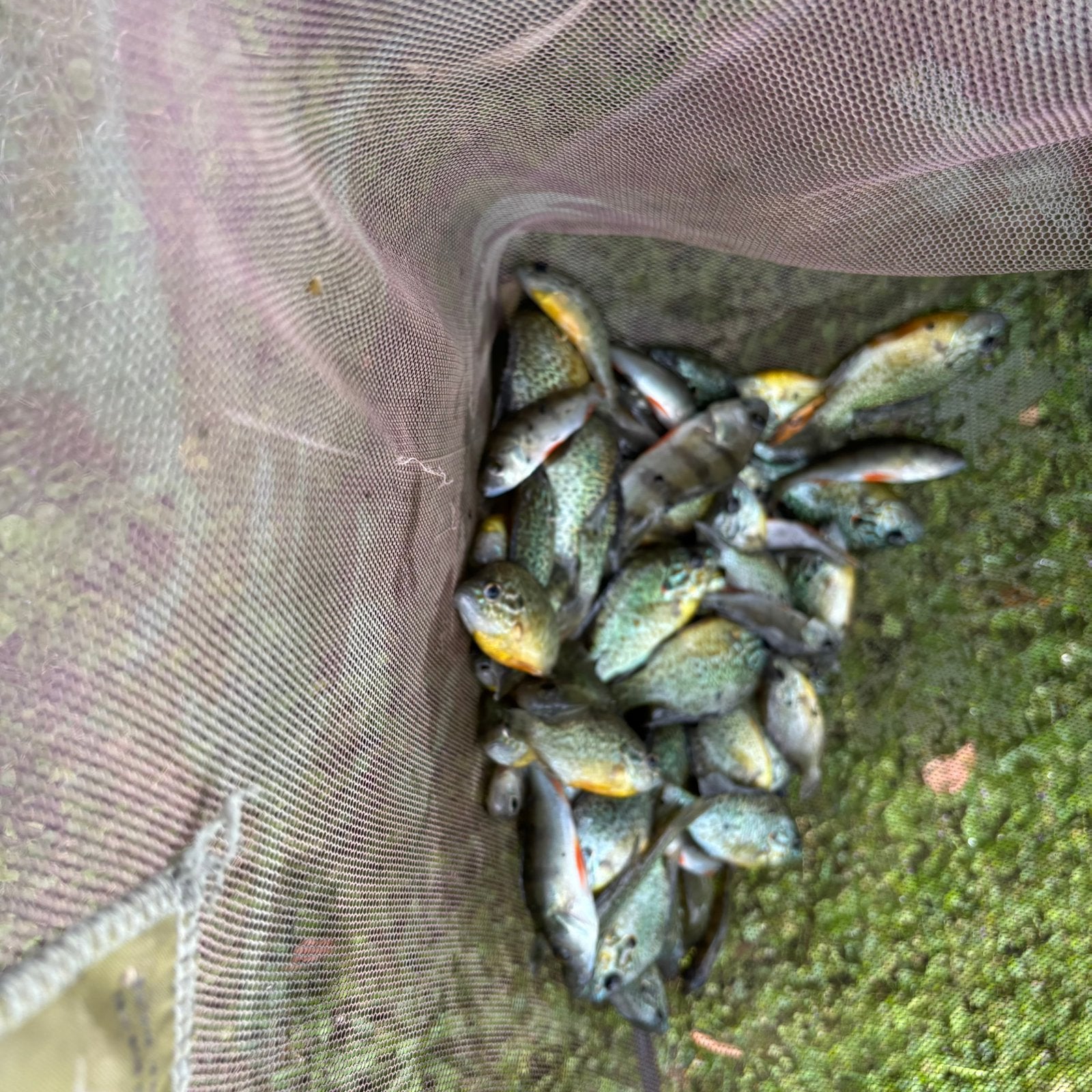 Snoek , snoekbaars vissen en Zonnebaarsjes, Dieren en Toebehoren