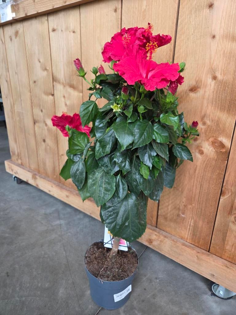 Hibiscus Sinensis- Chinese roos, Ophalen