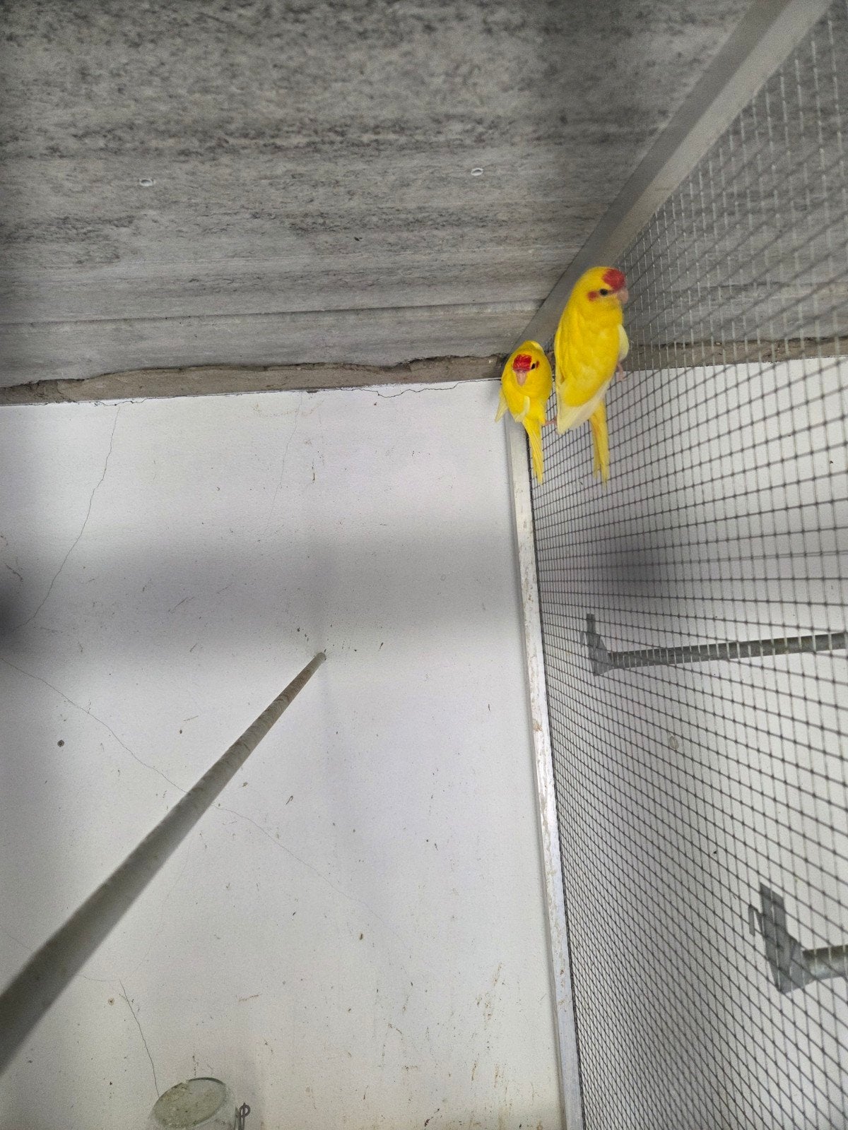 2 kakariki jongen vliegen net uit, Bagué
