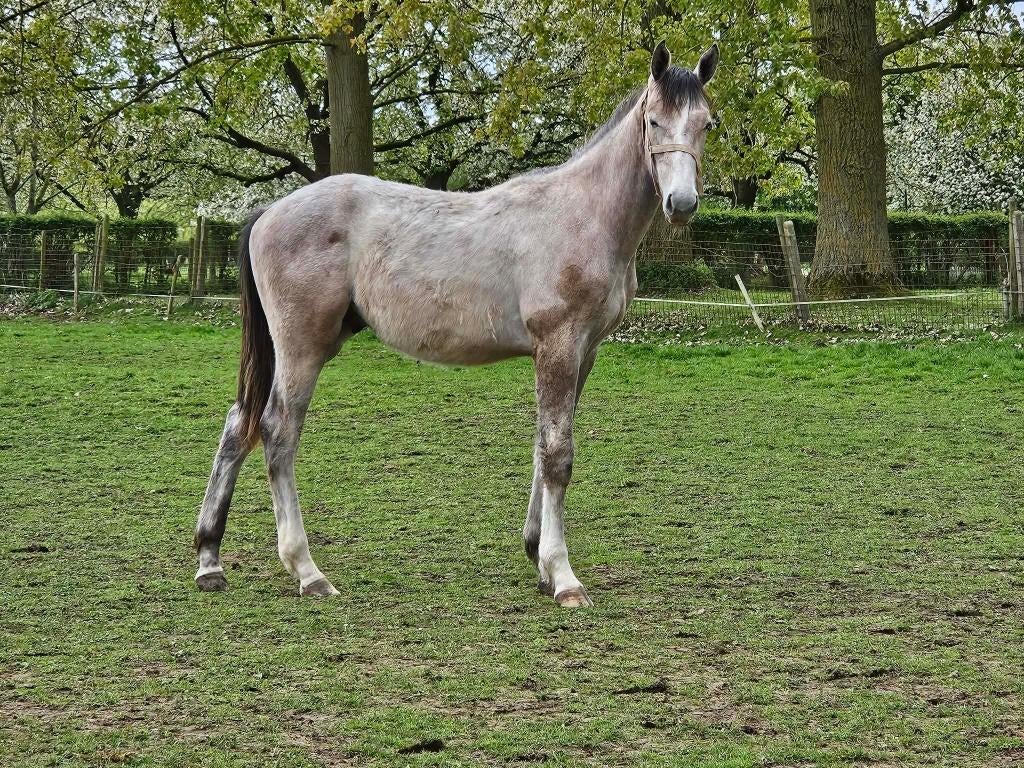 Jaarling hengst, Springpaard, Met stamboom, Z, 0 tot 2 jaar