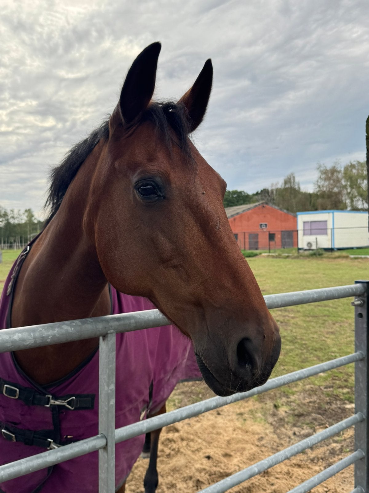 Allround recreatie paard, Gechipt, B, Ruin, 160 tot 165 cm
