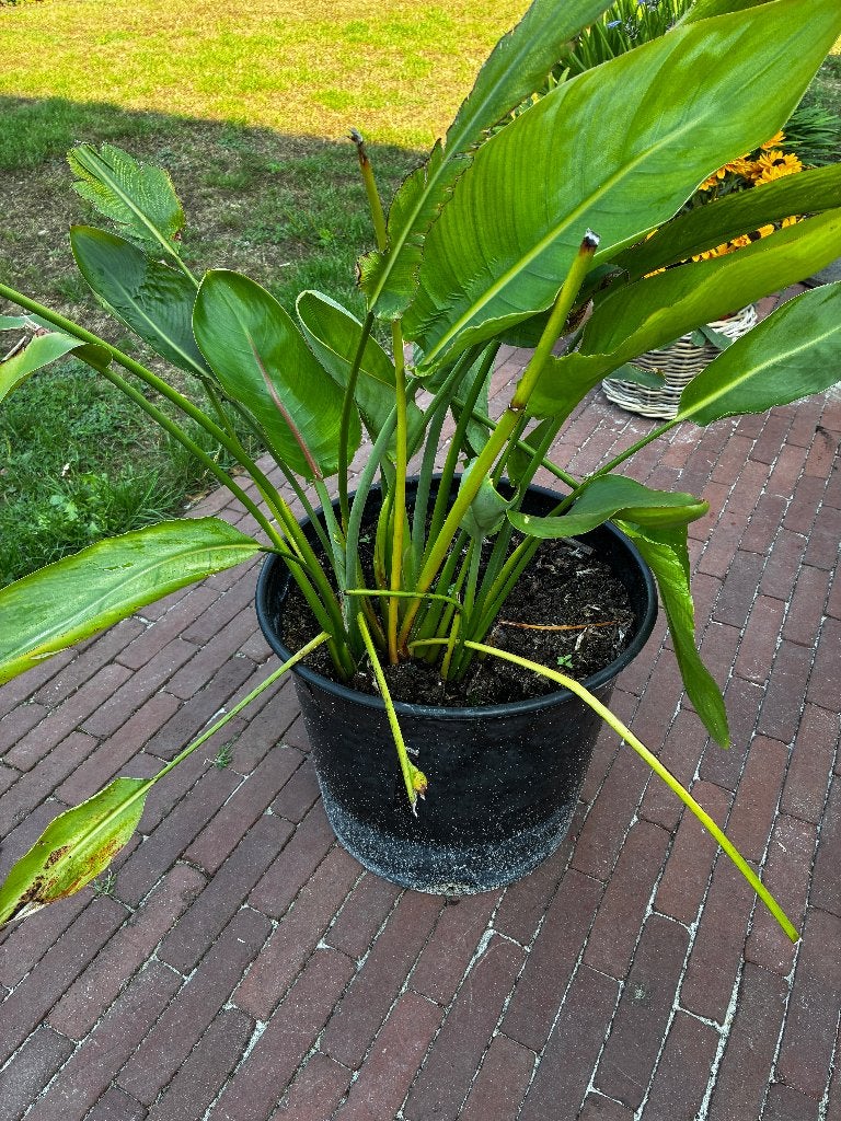 Strelitzia, Paradijsvogelplant, Maison & Meubles, Enlèvement, En pot