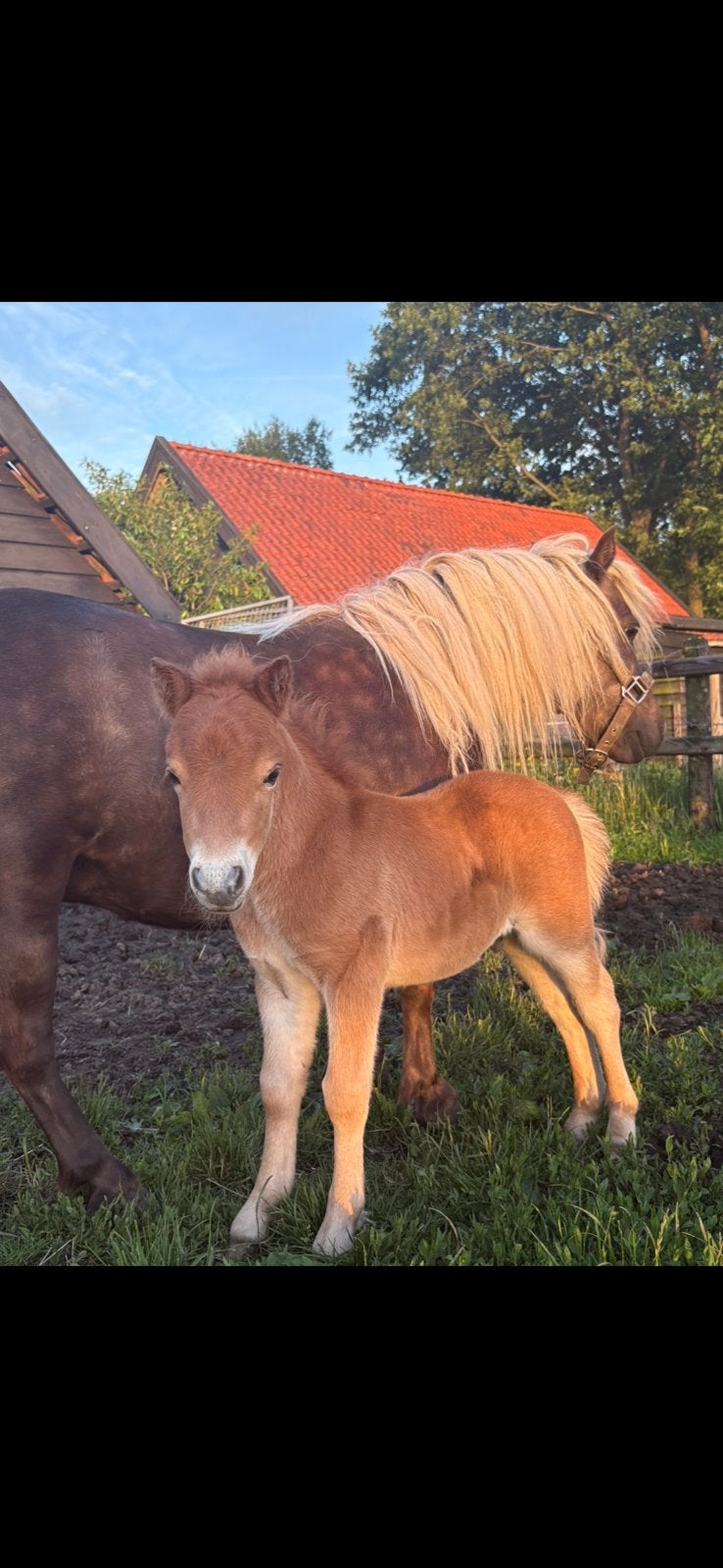 Vos Shetlander veulen (Nederland, Drenthe), Hengst, Gechipt