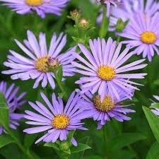 Kalimeris Blue Star, Jardin & Terrasse, Plantes | Jardin, Enlèvement, Mi-ombre