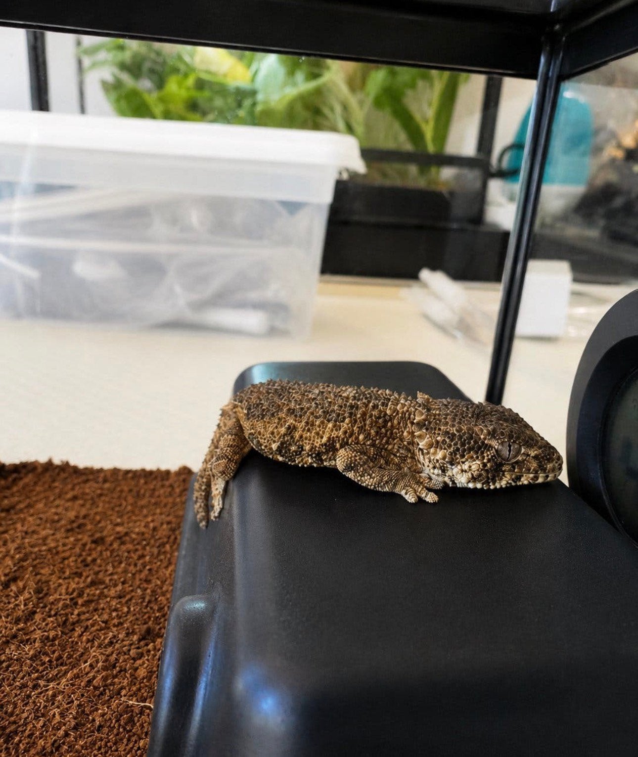 vrouwelijke Helmethead Gecko (Tarentola chazaliae), Overige soorten