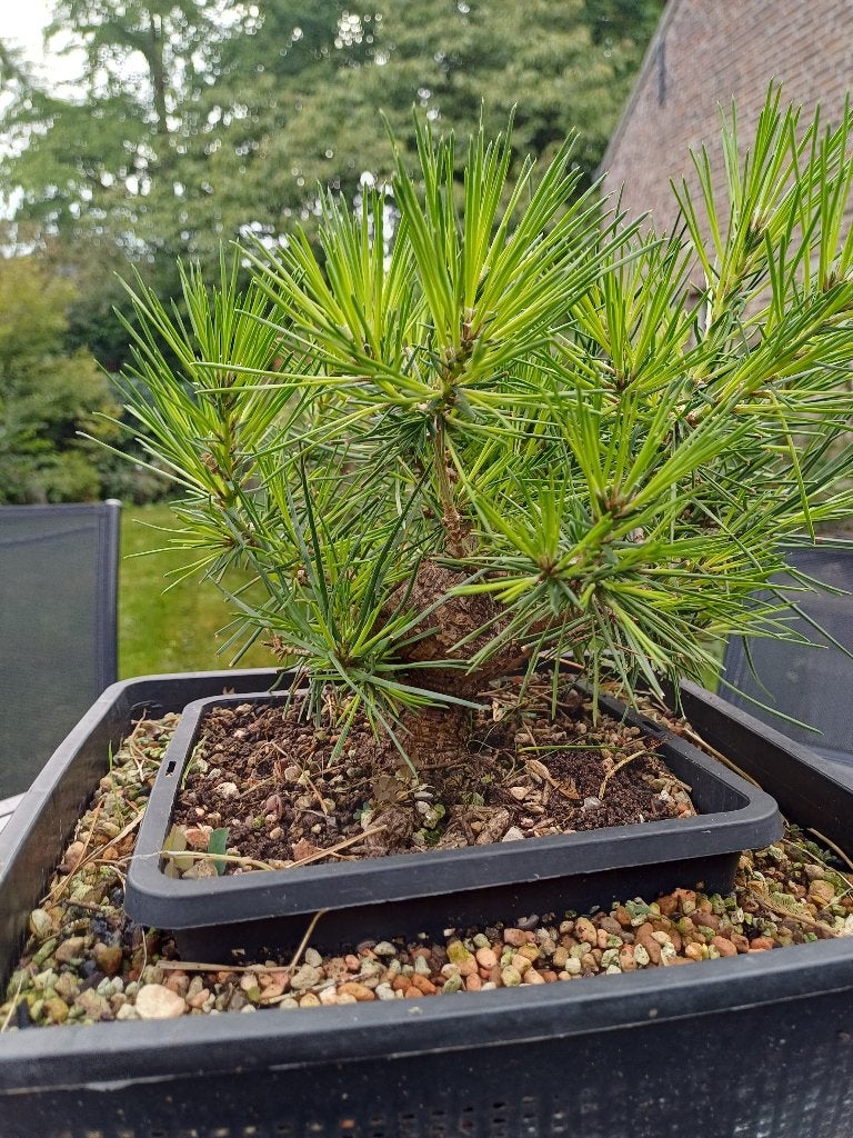 Japanse Zwarte Den startplant voor Shohin bonsai, Tuin en Terras, Bloeit niet, Overige soorten, Minder dan 100 cm, Ophalen