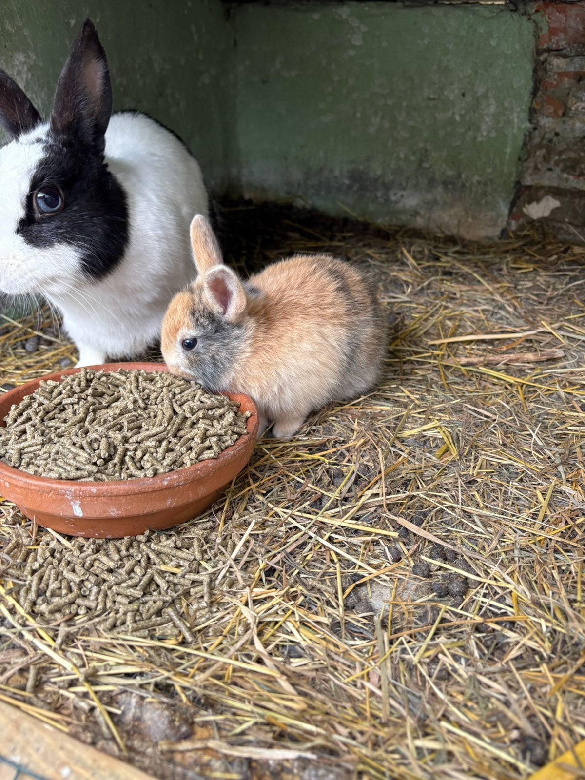 4 dwergkonijntjes te koop, Dieren en Toebehoren, Konijnen, Geslacht onbekend, Dwerg, Hangoor, 0 tot 2 jaar