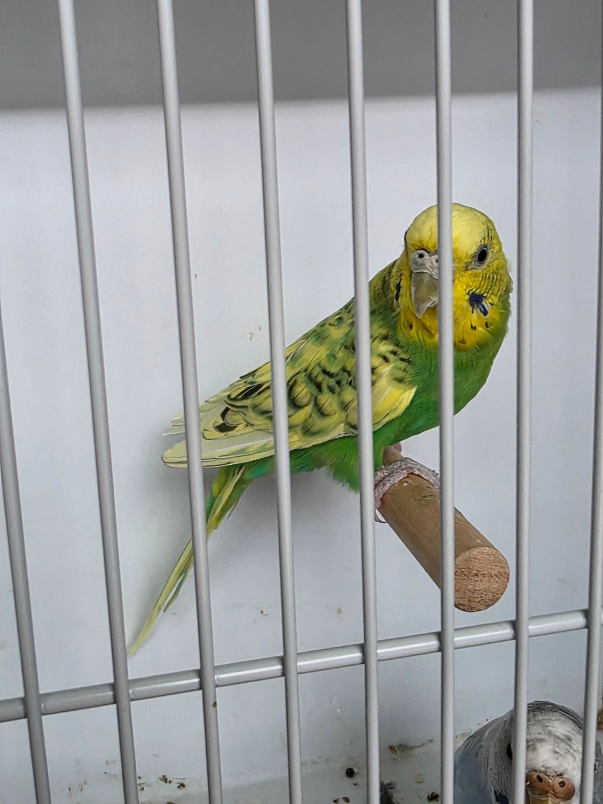 groene spangle opaline grasparkiet, Dieren en Toebehoren