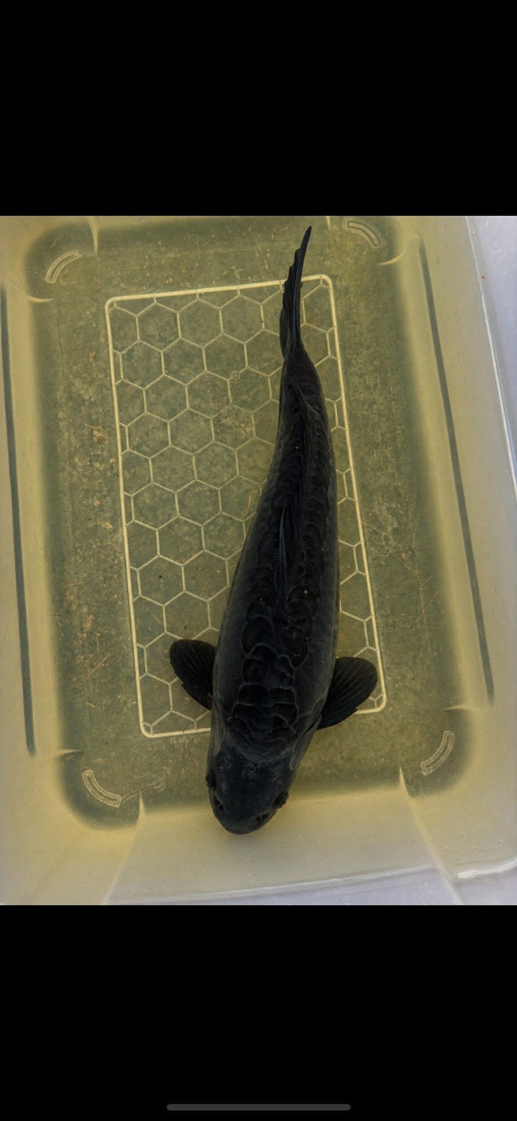 koi karper, Dieren en Toebehoren