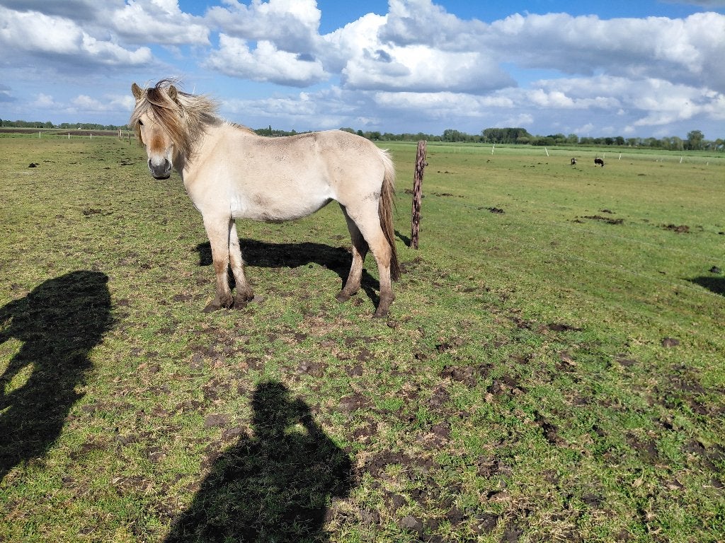 Super brave fjord en haflinger merrie 4 jaar, Dieren en Toebehoren, Merrie, Met stamboom, 3 tot 6 jaar