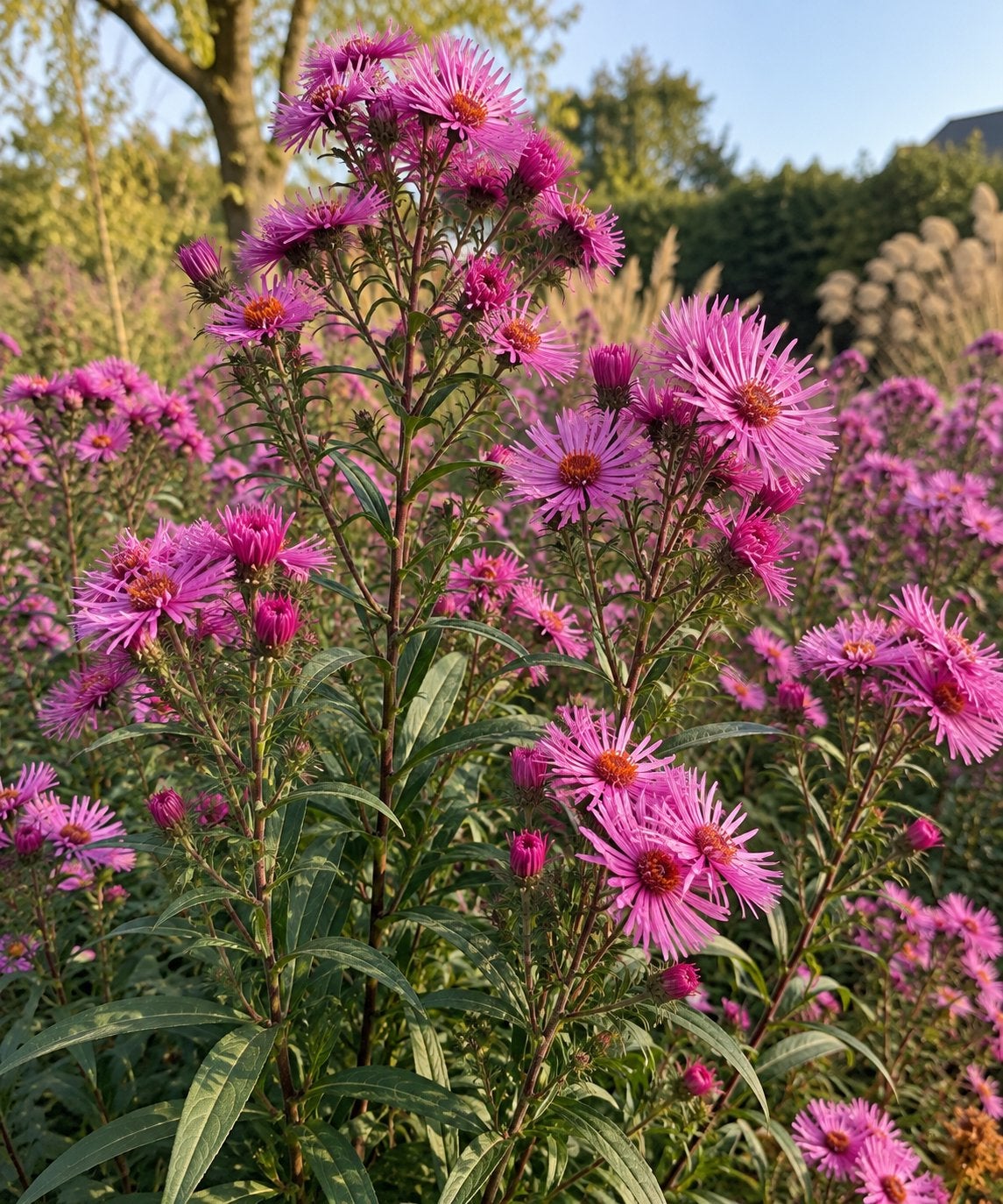 (Herfst)Aster novi-belgi ‘Sarah Ballard’, Enlèvement, Automne, Plante fixe