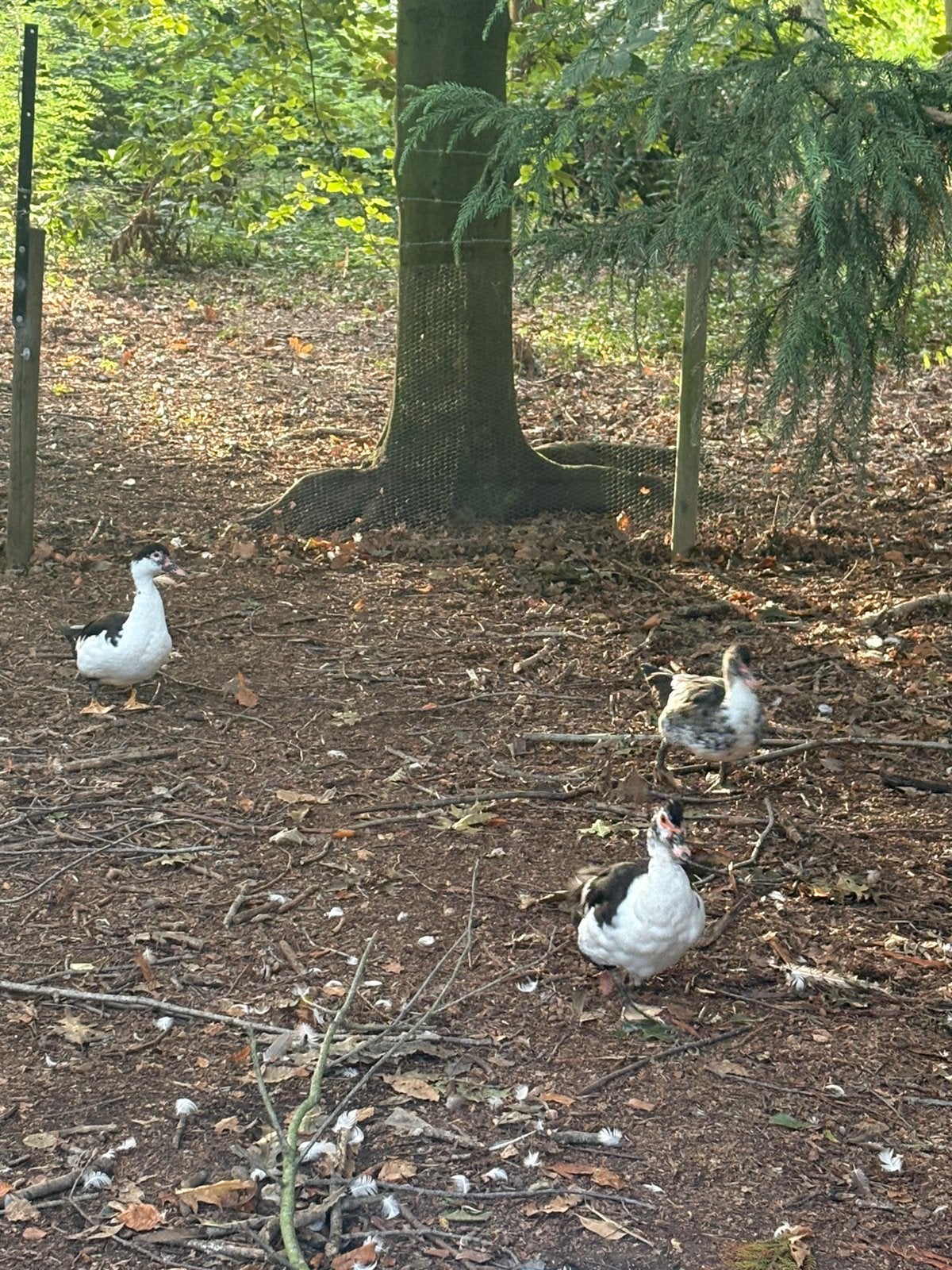 Barberie eend hennen, Dieren en Toebehoren, Eend
