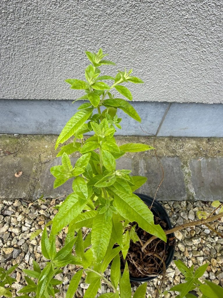 Lippia citriodora / citroenverbena, Ophalen, Volle zon, Vaste plant, Kruiden