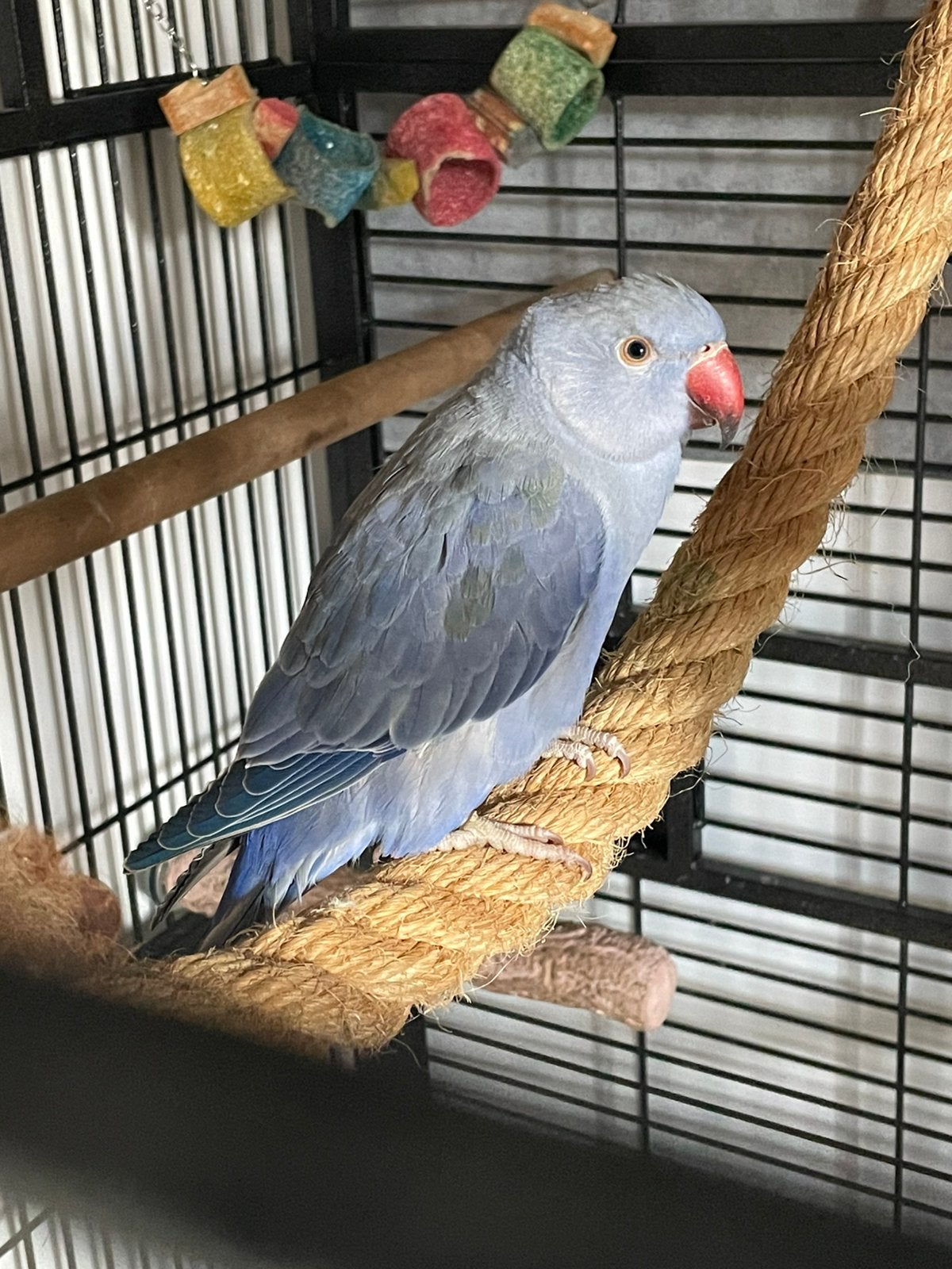 2 halsbanden met kooi, Dieren en Toebehoren, Tam