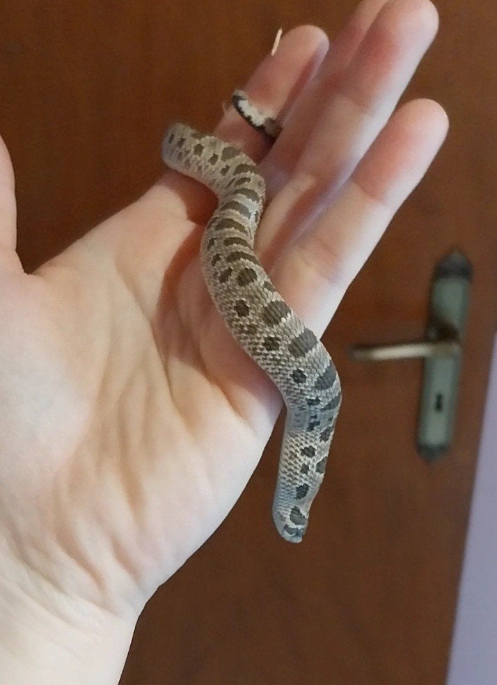 Haakneus 1.0, Dieren en Toebehoren, Reptielen en Amfibieën