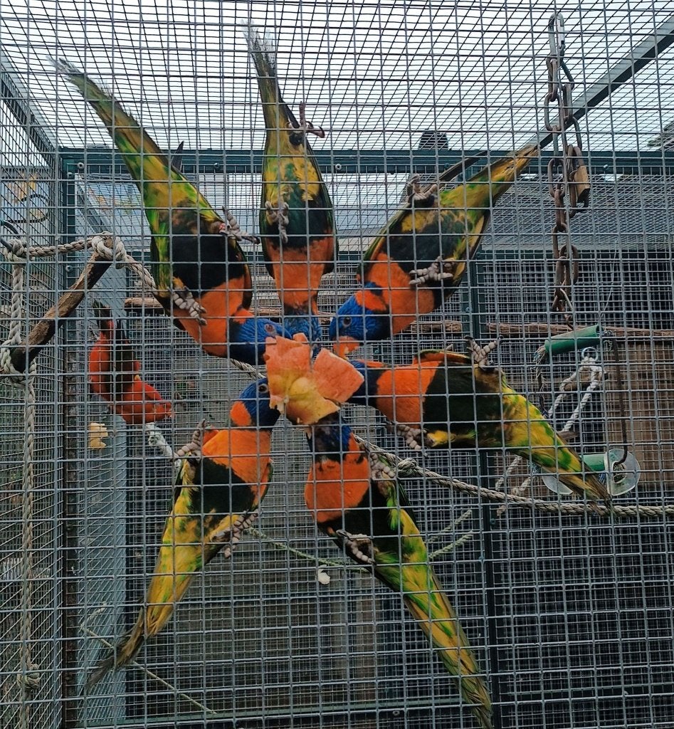 Roodnek lori, Meerdere dieren, Papegaai, Geringd