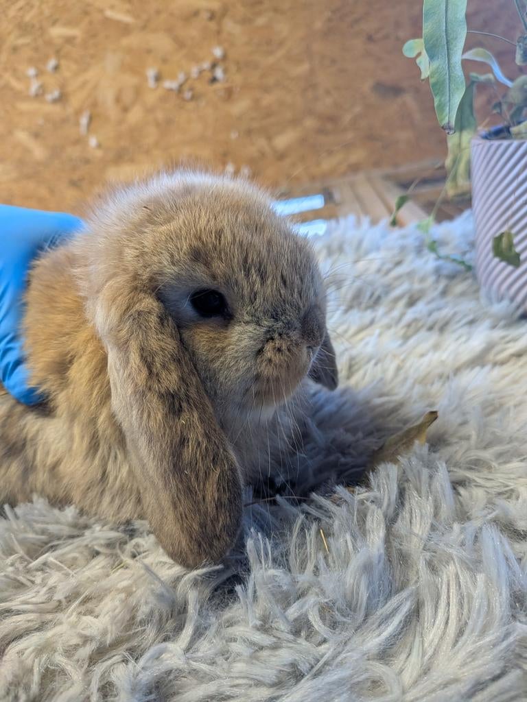 Franse hangoor, Dieren en Toebehoren, Hangoor