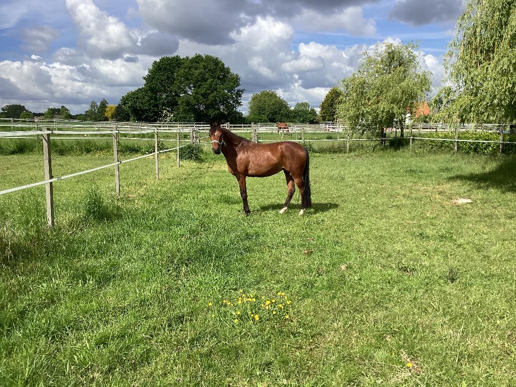 D pony te koop, Hobby en Vrije tijd, Overige Hobby en Vrije tijd, Ophalen