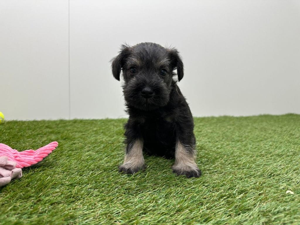 Portée de chiots Schnauzer miniature, Animaux & Accessoires, Autres races, Plusieurs, Hépatite contagieuse (maladie de Rubarth)