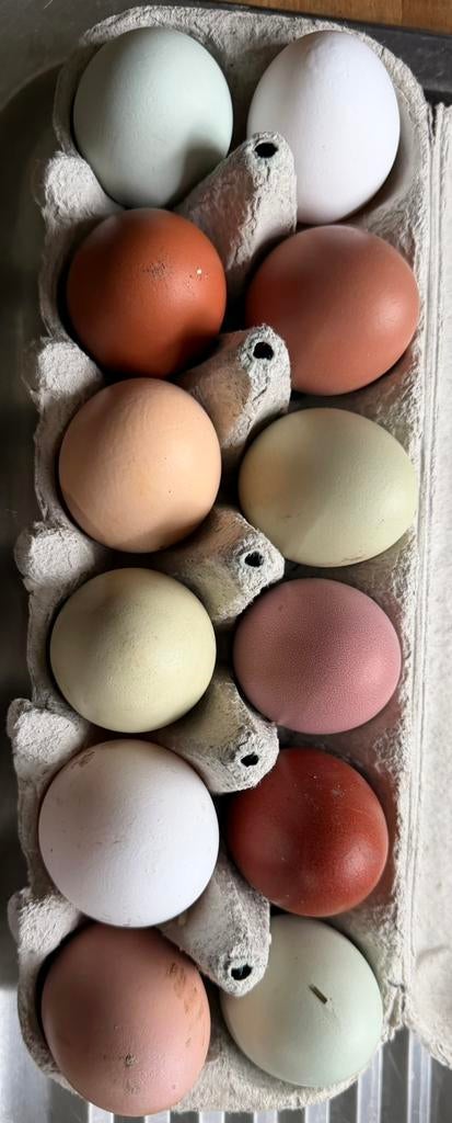Oeufs fécondés, Animaux & Accessoires, Autres accessoires pour animaux, Enlèvement