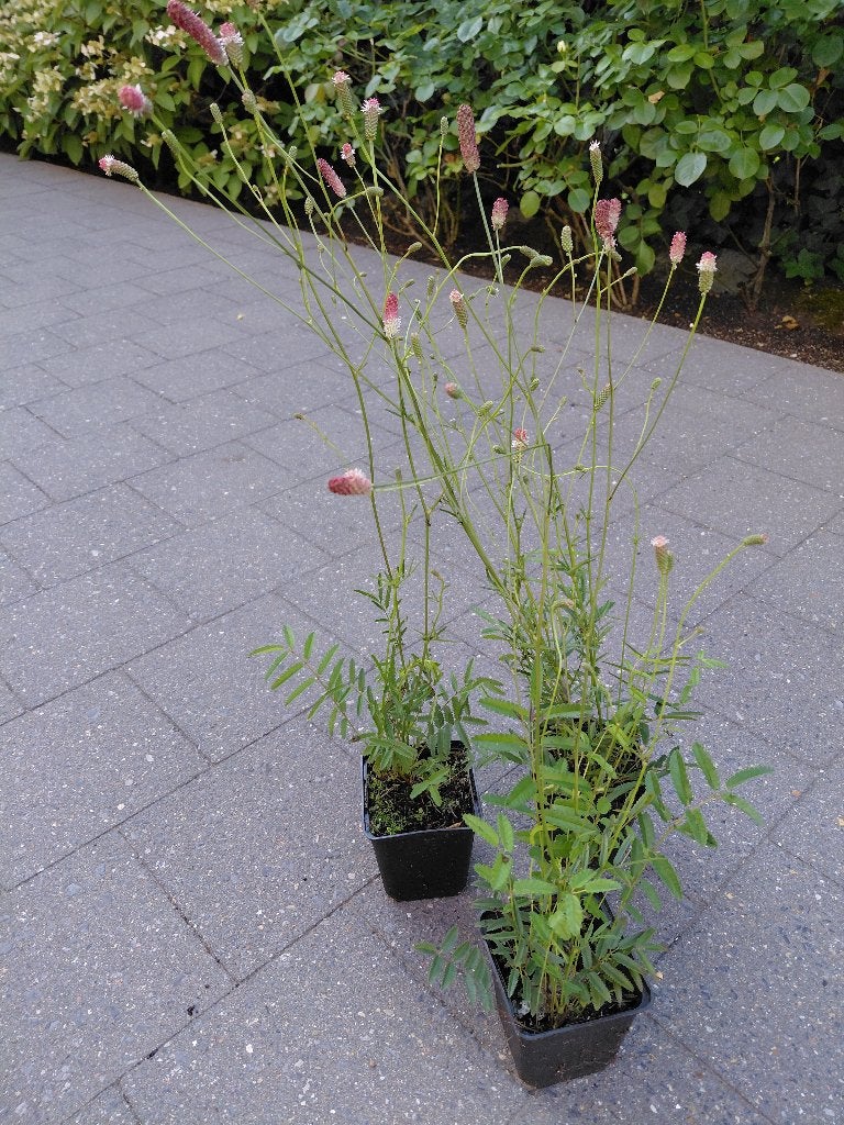 Sanguisorba Pink Tanna, Ophalen, Halfschaduw