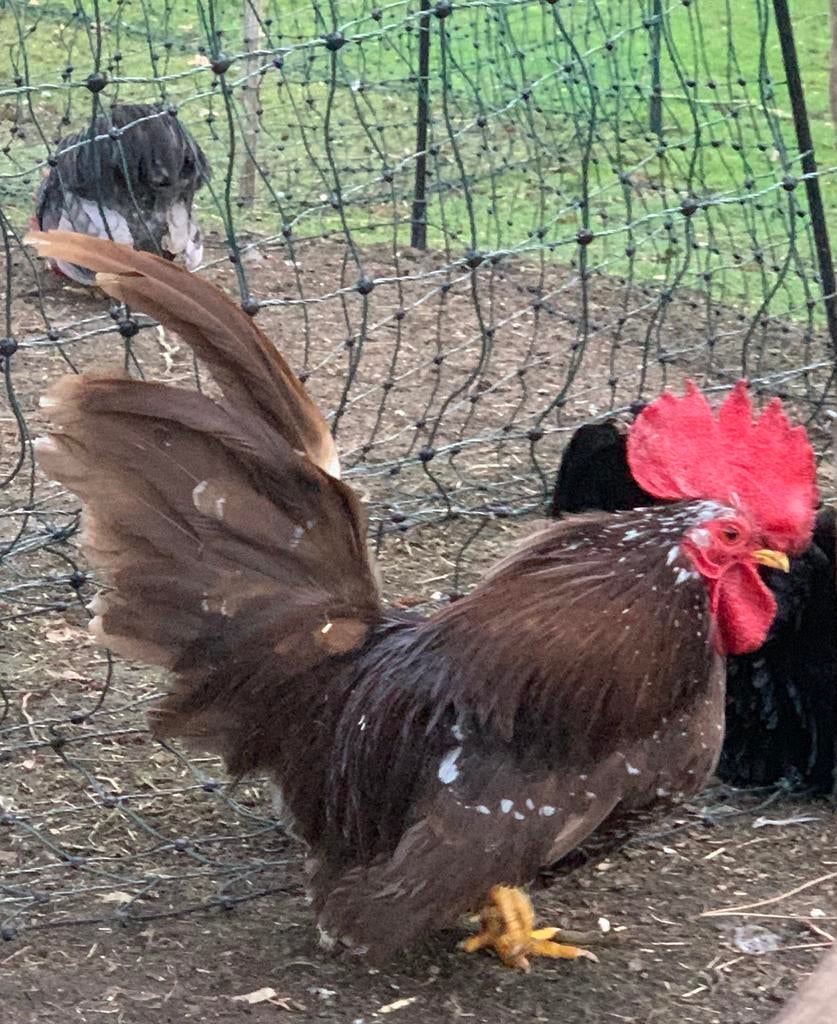 Magnifique coq Choco Motley Chabo 2025, Animaux & Accessoires, Volatiles, Poule ou poulet