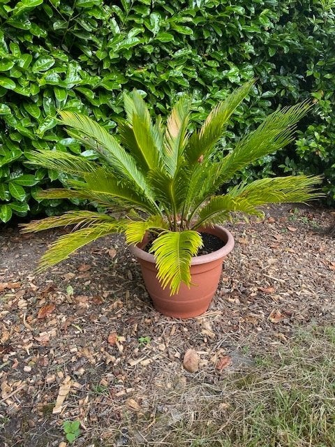 palmbomen, Jardin & Terrasse, Plantes | Arbres, En pot, Moins de 100 cm, Enlèvement, Été