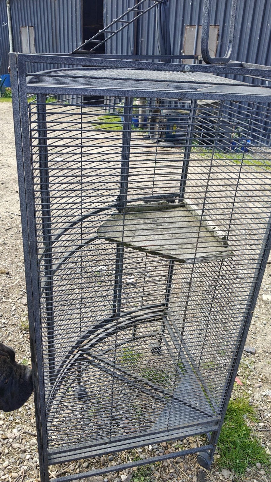 Papagaai kooi, Enlèvement, Cage à oiseaux