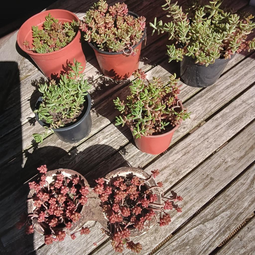 Sedum coral carpet aan 1 en 1,5 euro, Mortsel, Tuin en Terras, Planten | Tuinplanten, Herfst, Ophalen