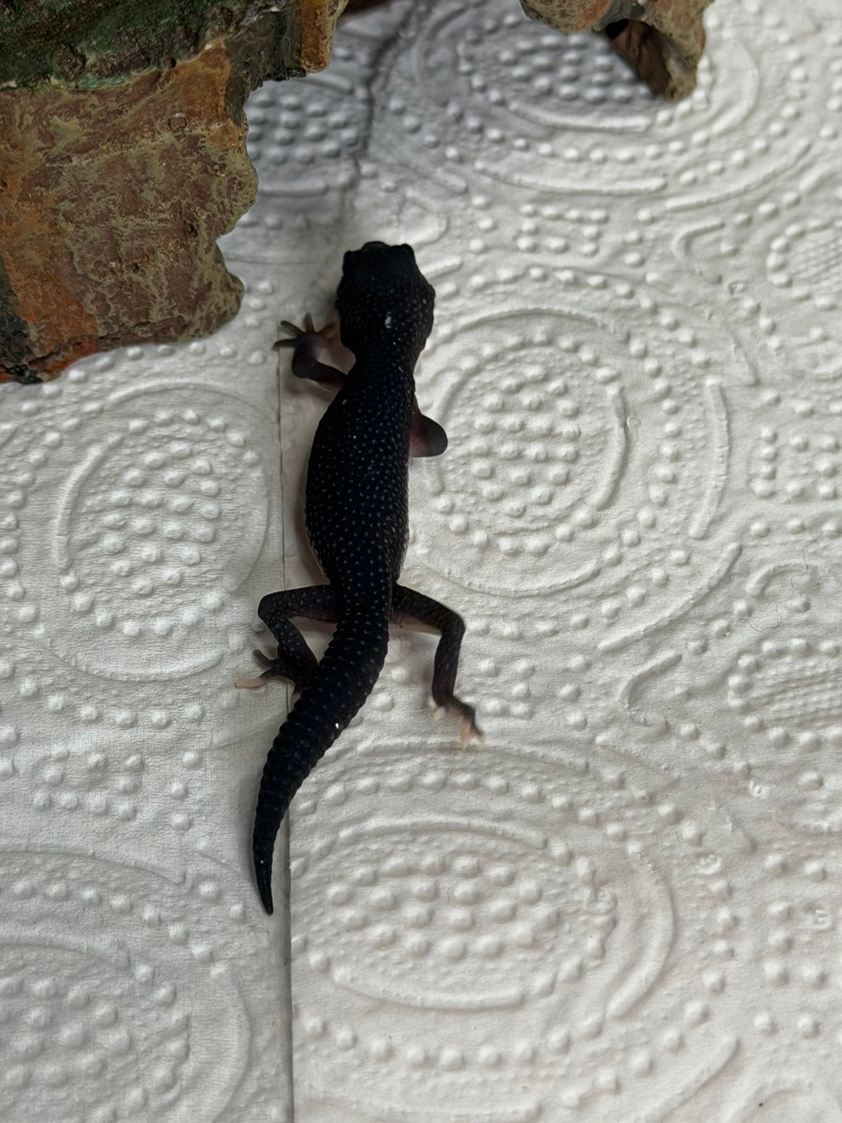 Full black night en panda luipaardgekko, Dieren en Toebehoren, Hagedis, Tam, 0 tot 2 jaar
