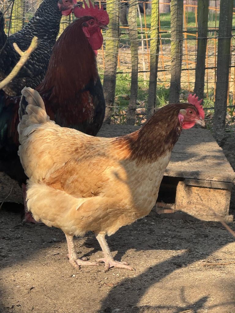 Broedeieren Marans, Sexe inconnu, Poule ou poulet