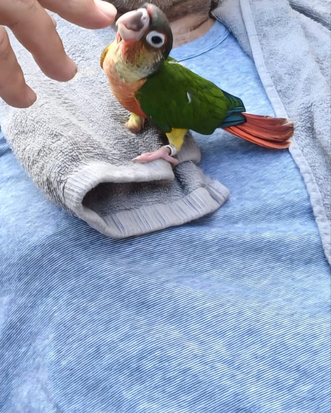 2 jonge handtamme pyrrhura