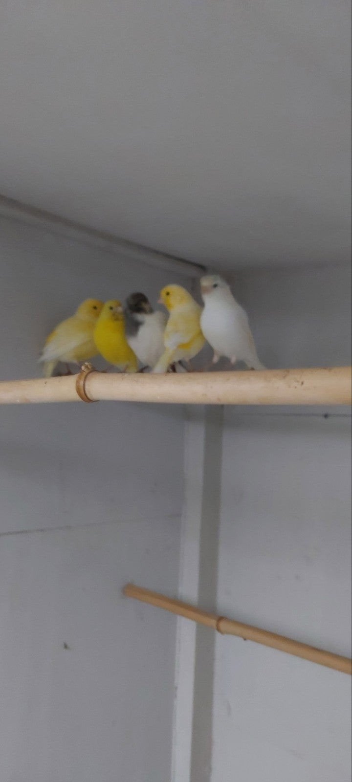 kanaries, Animaux & Accessoires, Plusieurs animaux, Canari de couleur