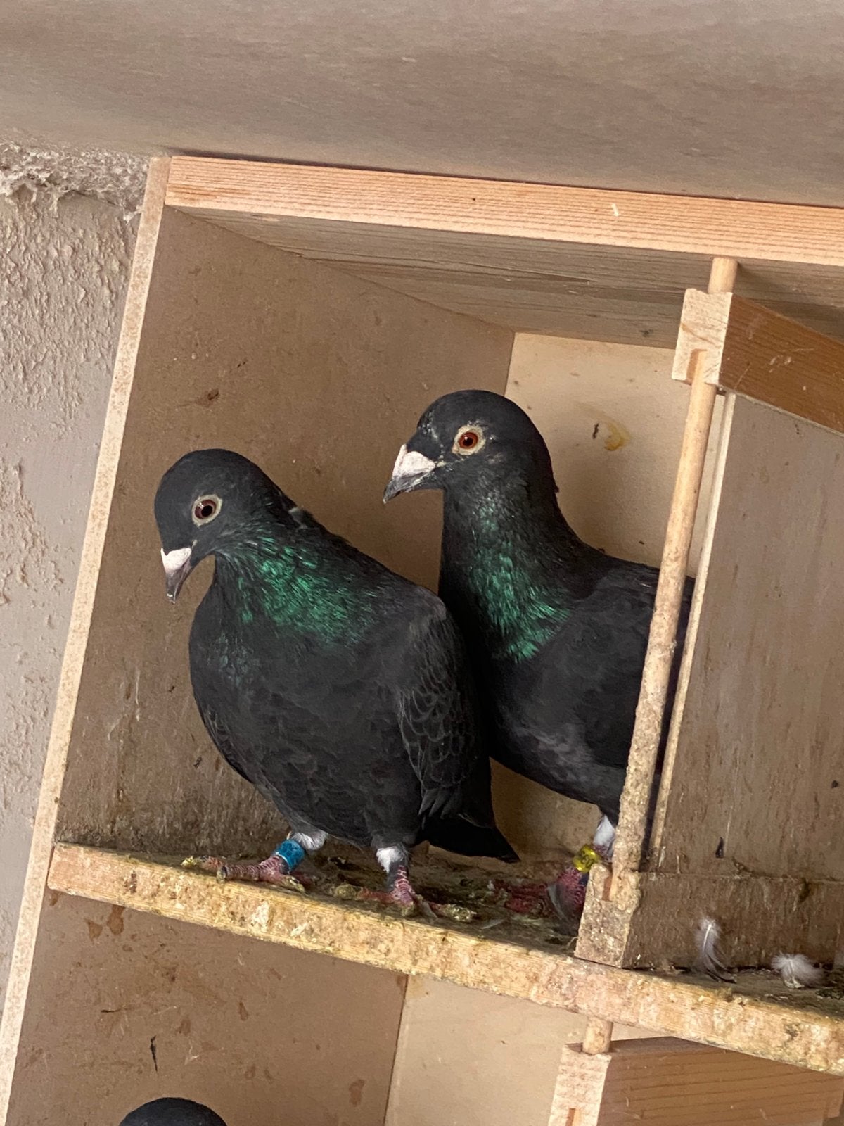 Kopel zwarte duiven, Meerdere dieren, Postduif