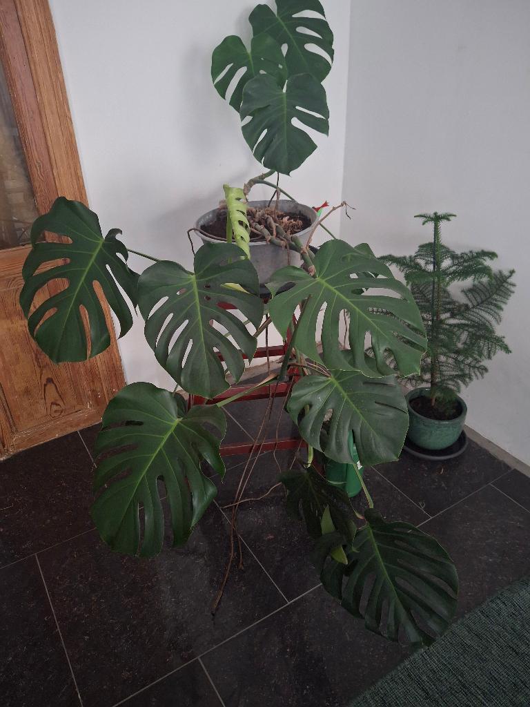 kamerplant monstera groot, Huis en Inrichting, Kamerplanten, Ophalen, In pot