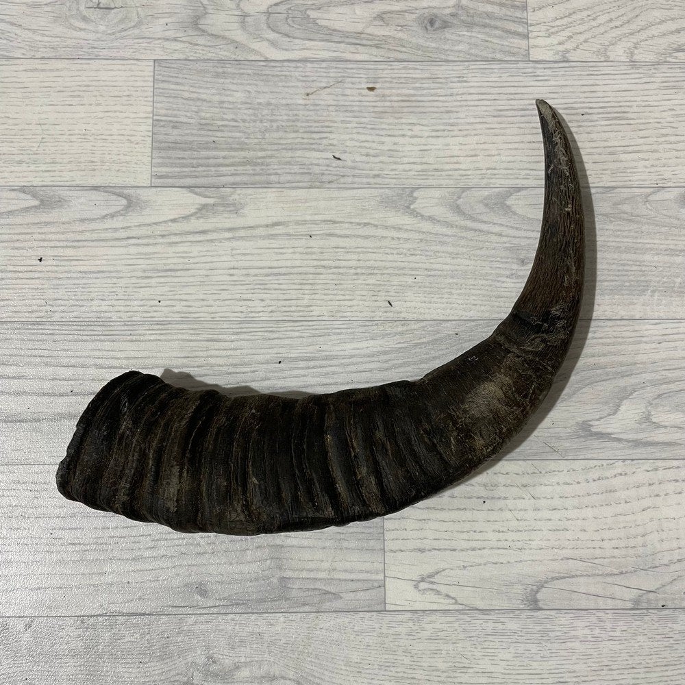 Waterbuffel hoorn los 55cm nr 306 | Lederstore, Collections, Enlèvement ou Envoi, Neuf, Animal de ferme, Bois ou Tête