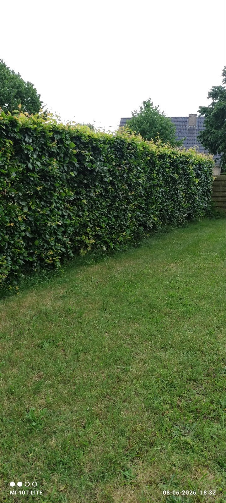 Gratis beuken haag, Tuin en Terras, Ophalen, Haag