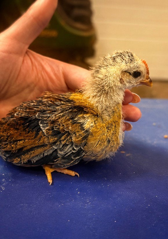 Jong gladveer serama haantje met potentieel, Dieren en Toebehoren, Pluimvee