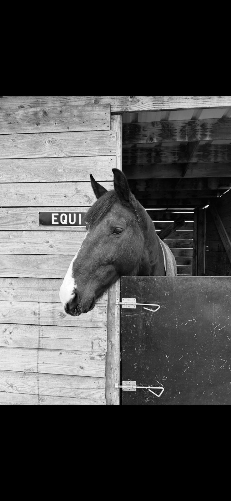 Paard te koop, Avec puce électronique, 11 ans ou plus, 160 à 165 cm, Ne s'applique pas