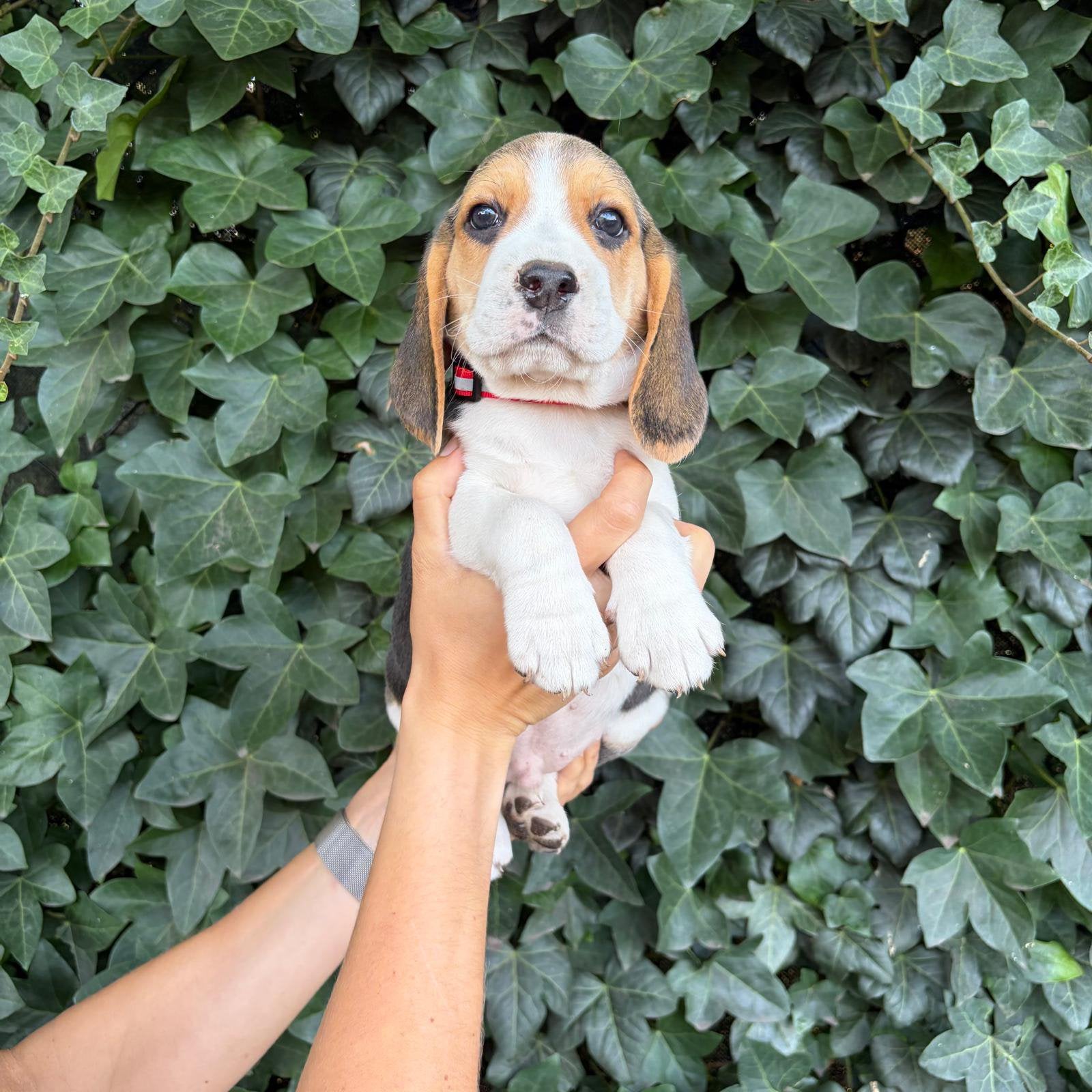 Lieve, speelse Beagle pups, Dieren en Toebehoren, België, Beagle, 8 tot 15 weken, Meerdere