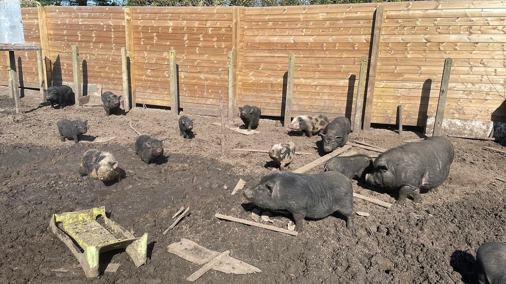 Uitzonderlijk kleine hangbuikzwijnen (+/-20-30cm), Dieren en Toebehoren, Overige Dieren, Meerdere dieren, Augustus